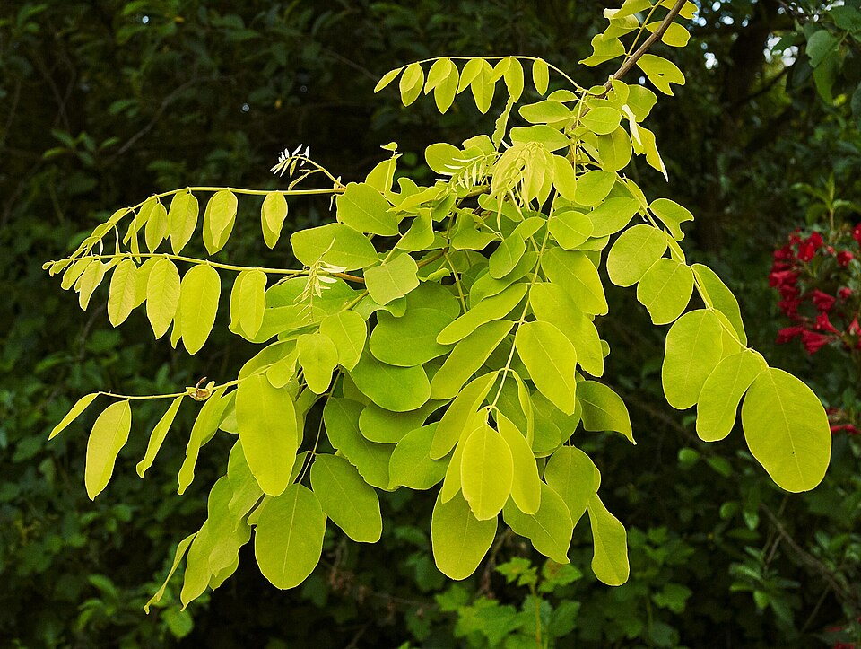 Robinia pseudoacacia 'Frisia' (golden black locust)