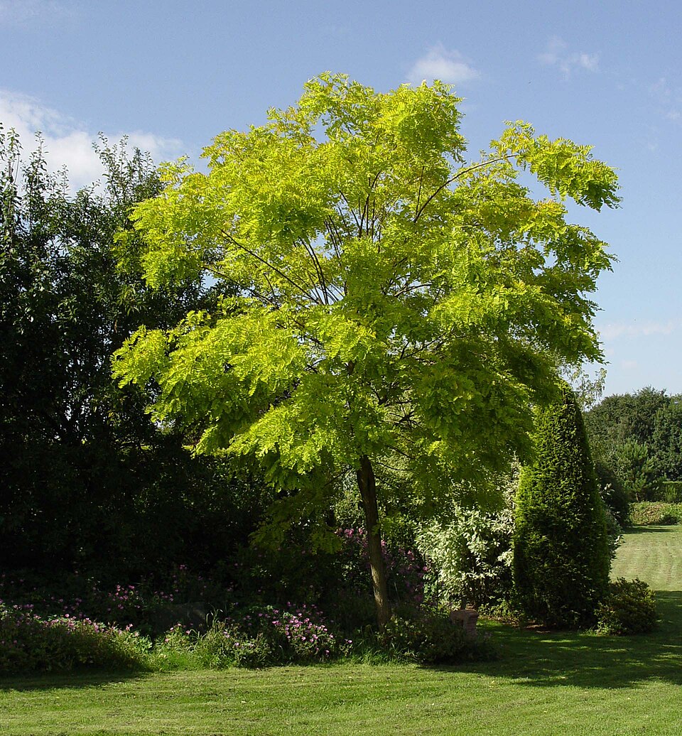 Robinia pseudoacacia 'Frisia' (golden black locust) (alternate view 2)