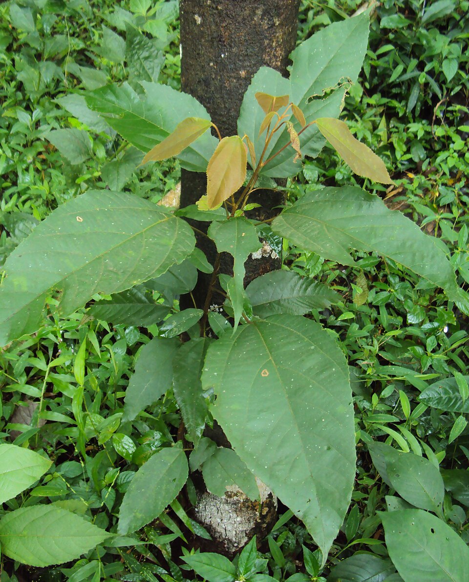 Mallotus philippensis (Kamala)