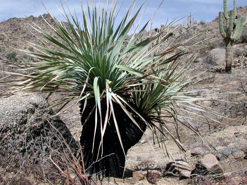 Dasylirion wheeleri (Wheeler sotol) (alternate view 2)
