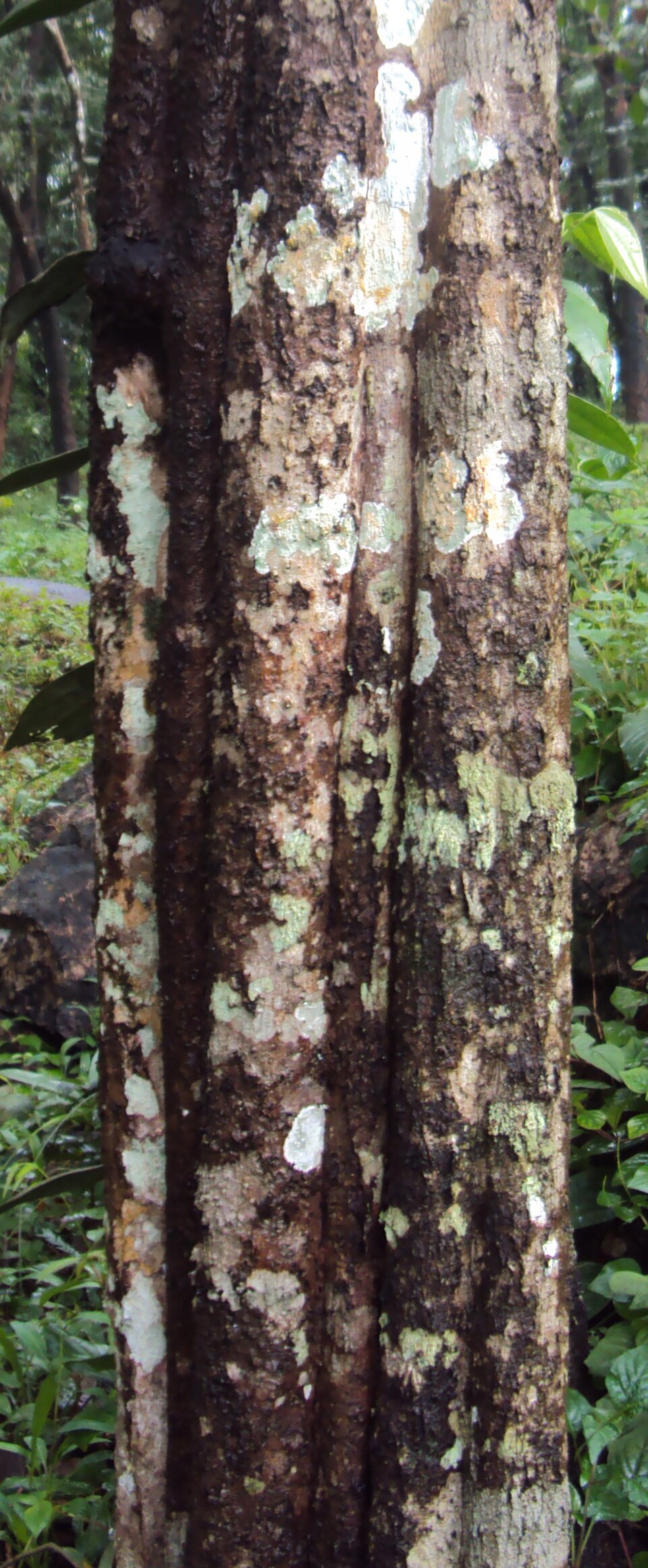 Mallotus philippensis (Kamala) (alternate view 2)