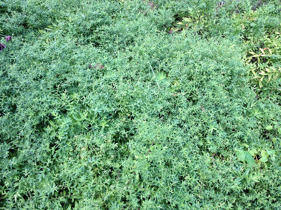 Symphyotrichum oblongifolium (Aromatic Aster) (alternate view 7)