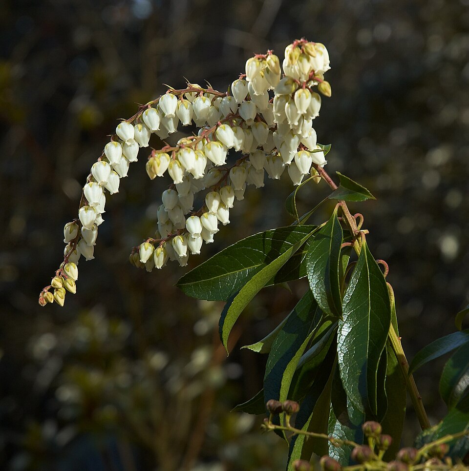 Pieris japonica 'Forest Flame' (Japanese andromeda)