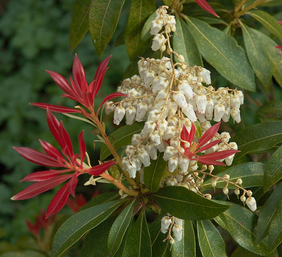 Pieris japonica 'Forest Flame' (Japanese andromeda) (alternate view 2)