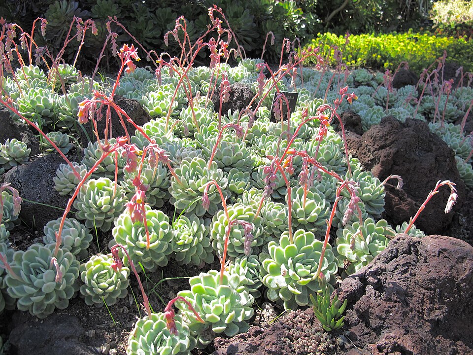 Echeveria elegans (Mexican Gem) (alternate view 6)