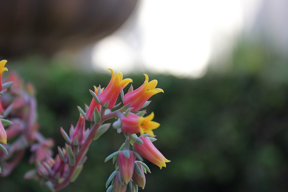 Echeveria elegans (Mexican Gem) (alternate view 7)