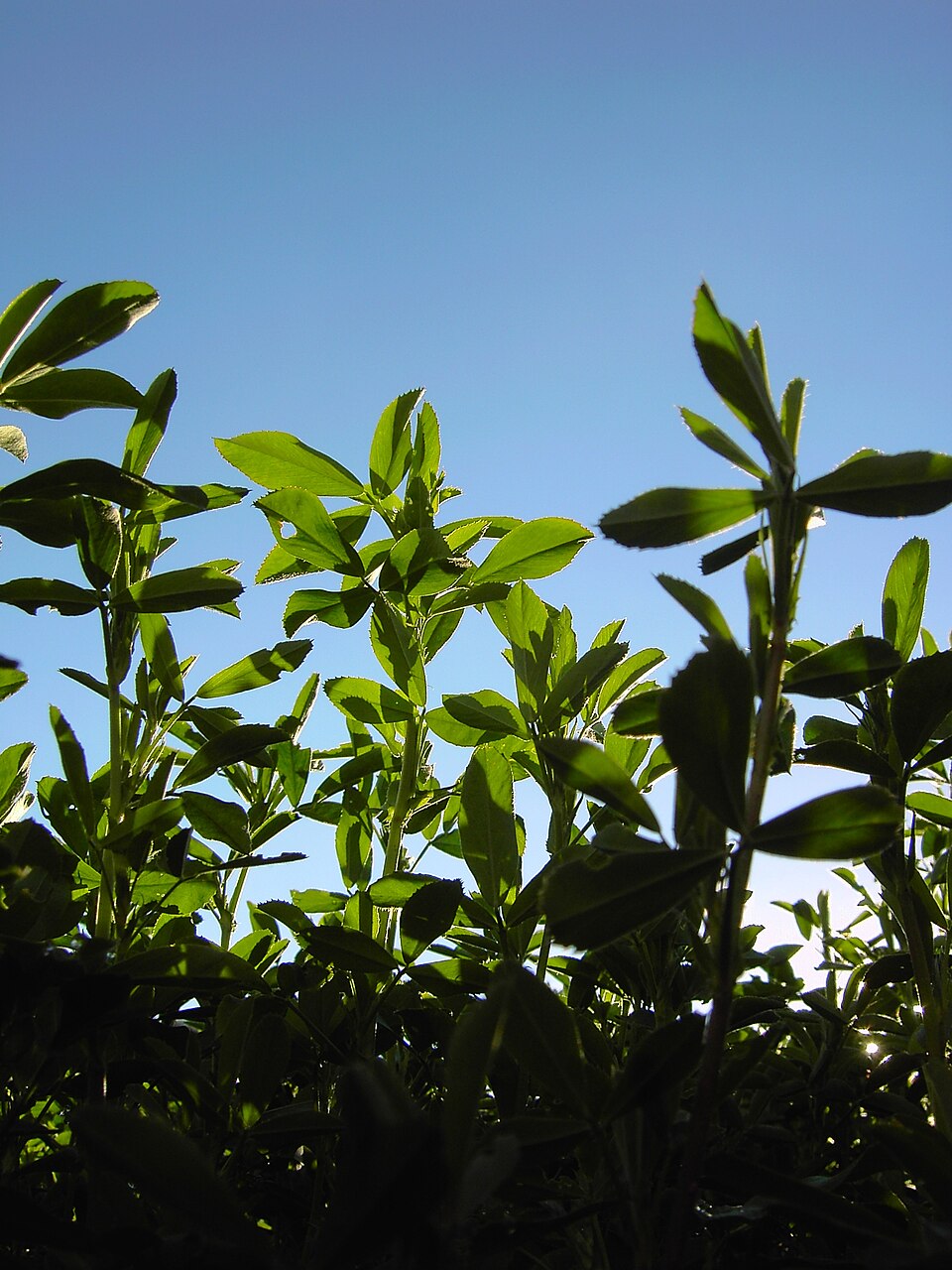 Medicago sativa (Alfalfa)