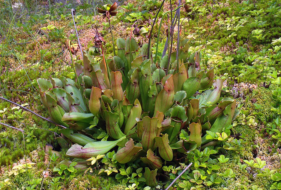 Sarracenia purpurea (purple pitcher plant) (alternate view 2)