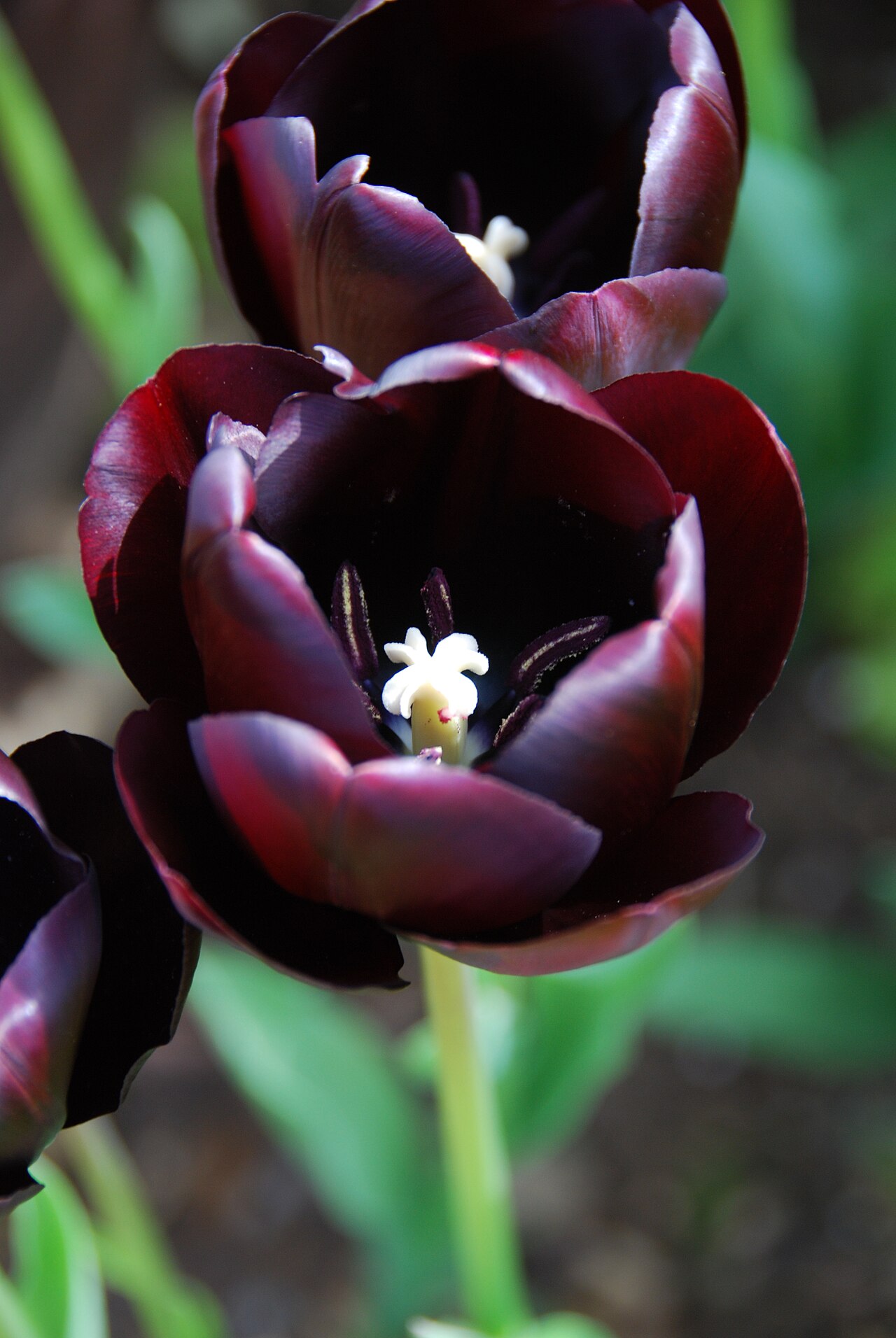 Tulipa 'Queen of Night', Tulip 'Queen of Night' — clumping deciduous (Liliaceae) (image 5 of 10)
