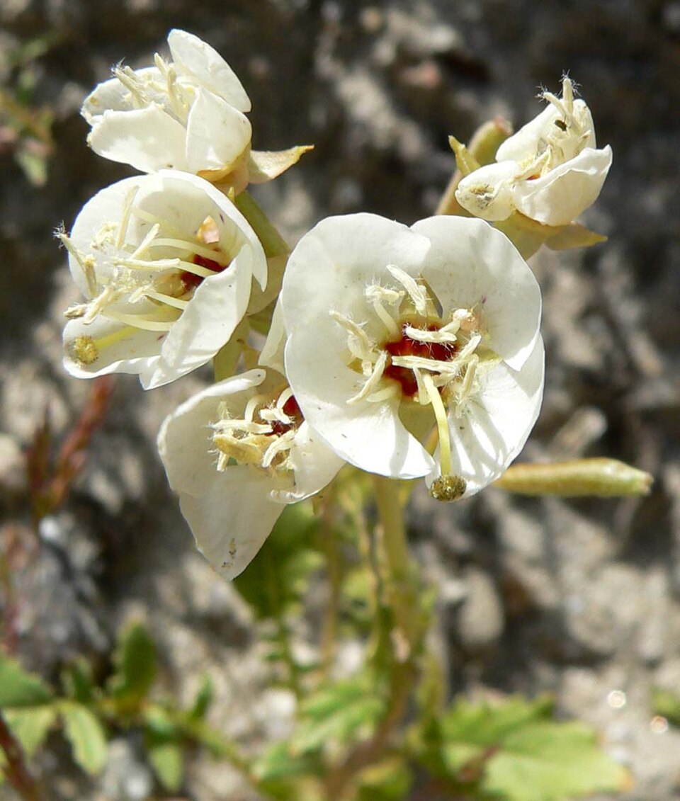 Chylismia claviformis (Browneyes) (alternate view 3)