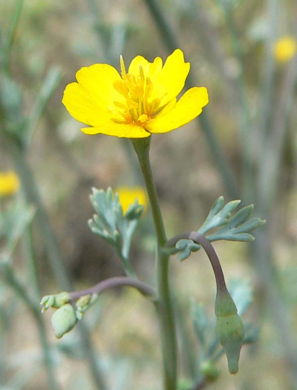 Eschscholzia minutiflora (Little Gold Poppy) (alternate view 8)
