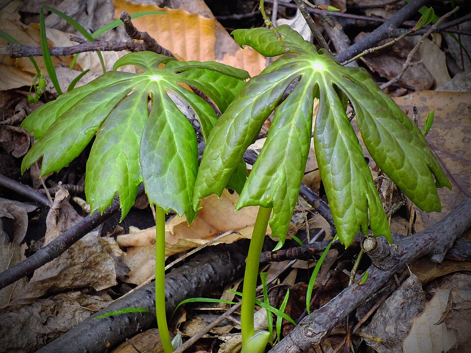 Podophyllum peltatum (mayapple) (alternate view 5)