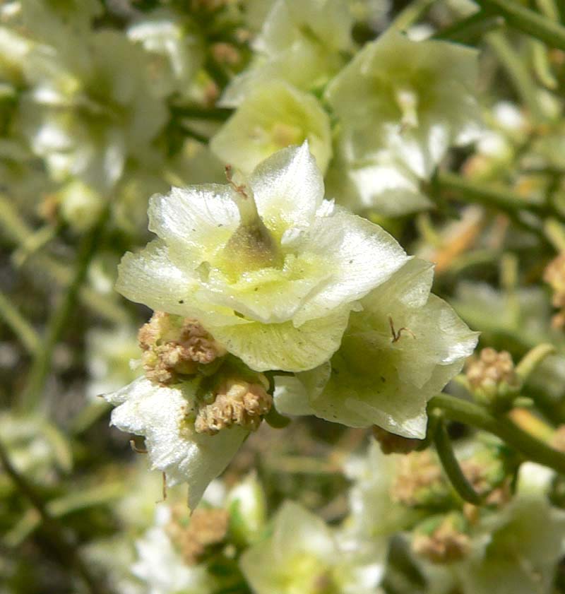 Ambrosia salsola (Cheesebush) (alternate view 6)