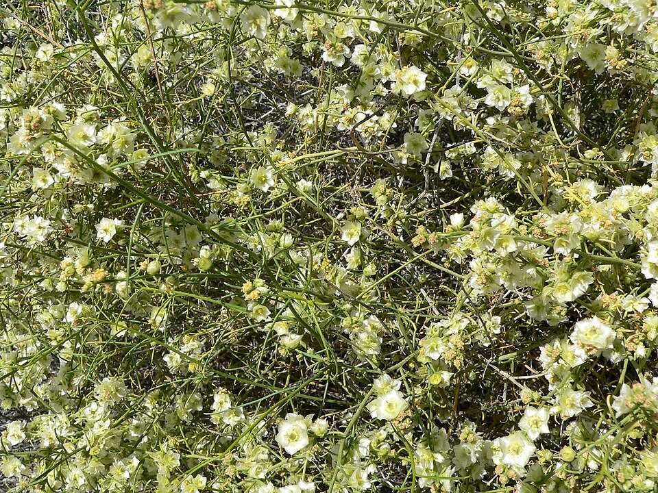 Ambrosia salsola (Cheesebush) (alternate view 7)