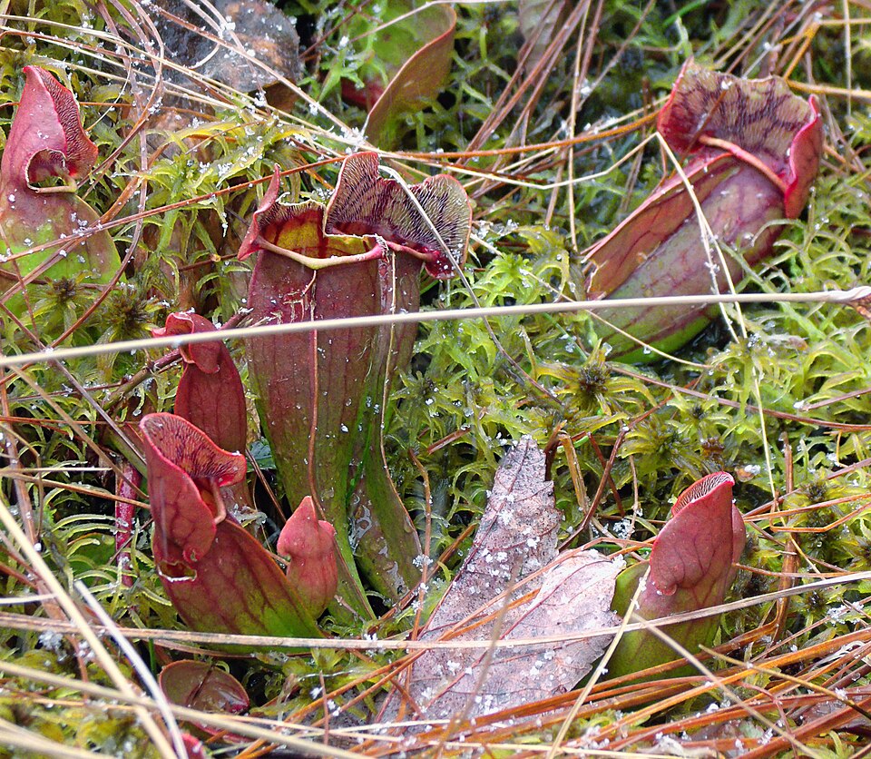 Sarracenia purpurea (purple pitcher plant) (alternate view 3)