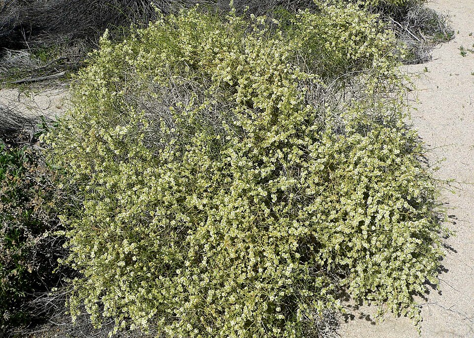 Ambrosia salsola (Cheesebush) (alternate view 8)