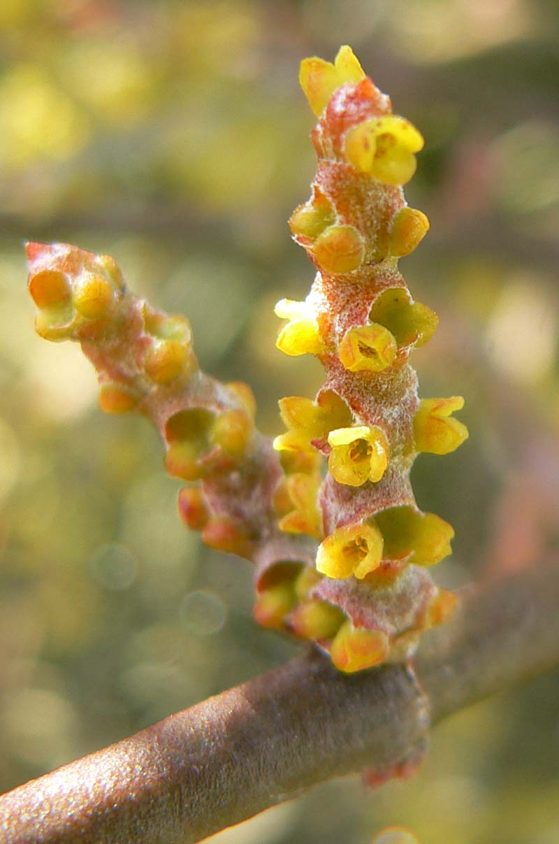 Phoradendron californicum (Mesquite Mistletoe) (alternate view 6)
