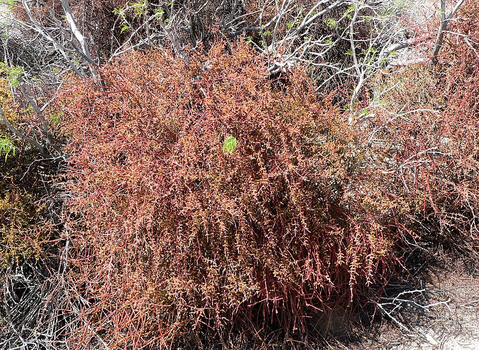 Phoradendron californicum (Mesquite Mistletoe) (alternate view 7)