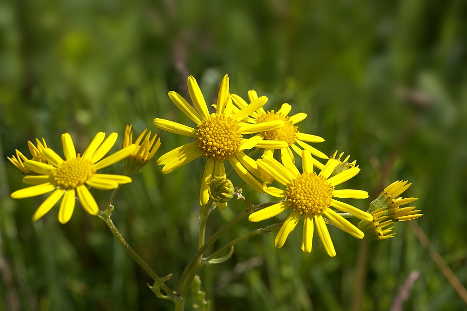 Jacobaea aquatica (Marsh Ragwort)