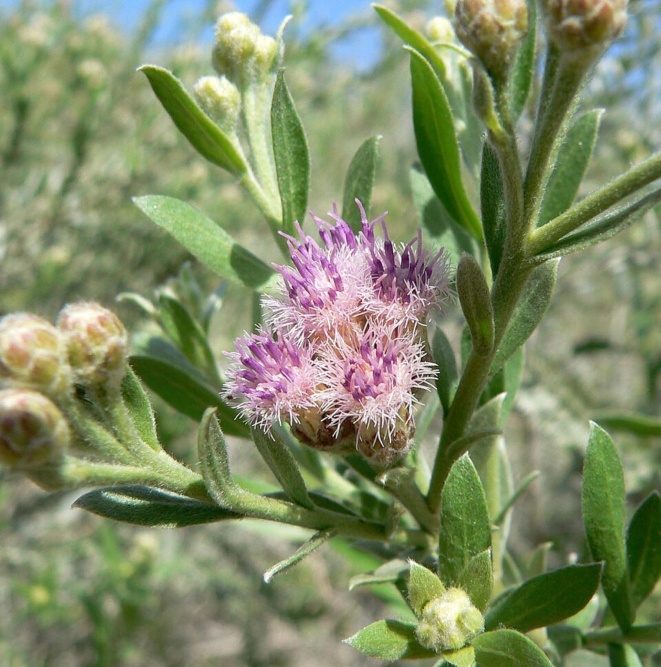 Pluchea sericea (arrowweed) (alternate view 6)