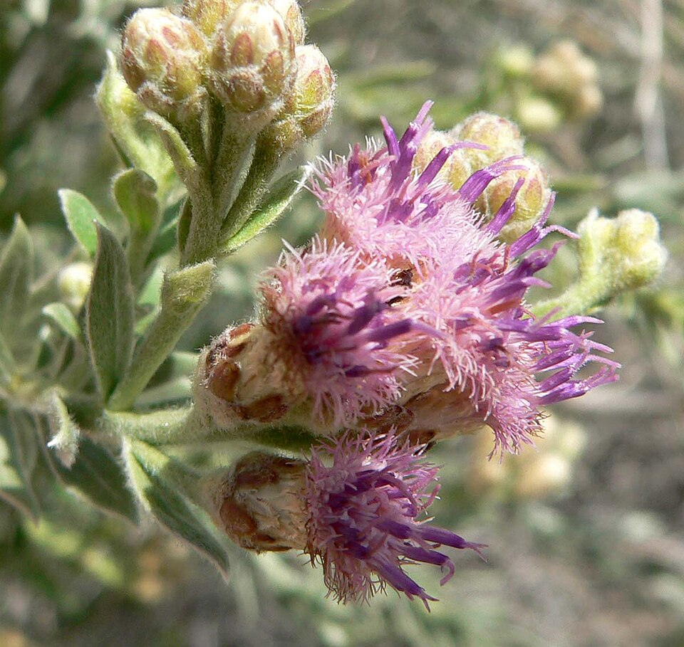 Pluchea sericea (arrowweed) (alternate view 7)