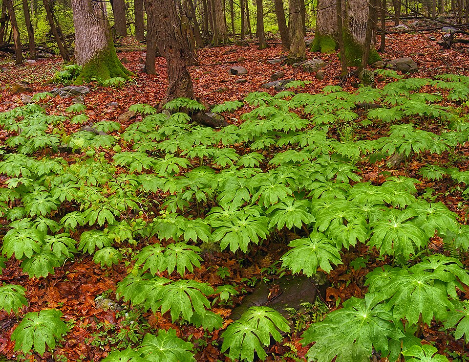 Podophyllum peltatum (mayapple) (alternate view 6)
