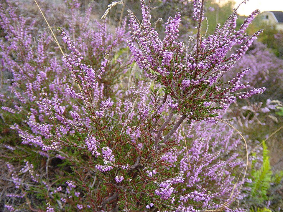 Calluna vulgaris (Scotch Heather) (alternate view 11)