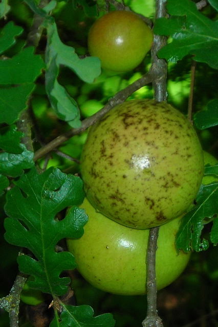 Quercus lobata (Valley Oak)