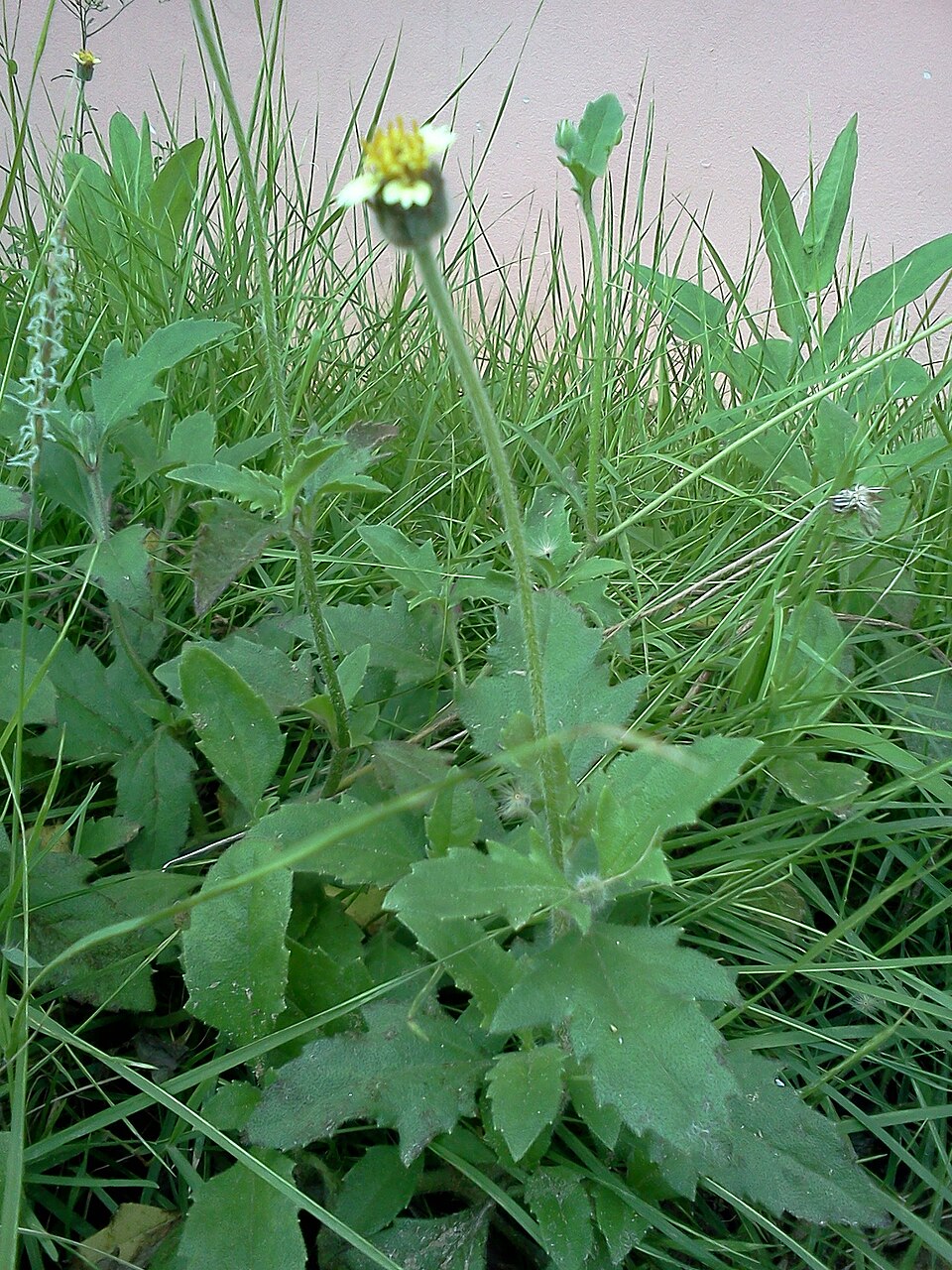 Tridax procumbens (Tridax Daisy)