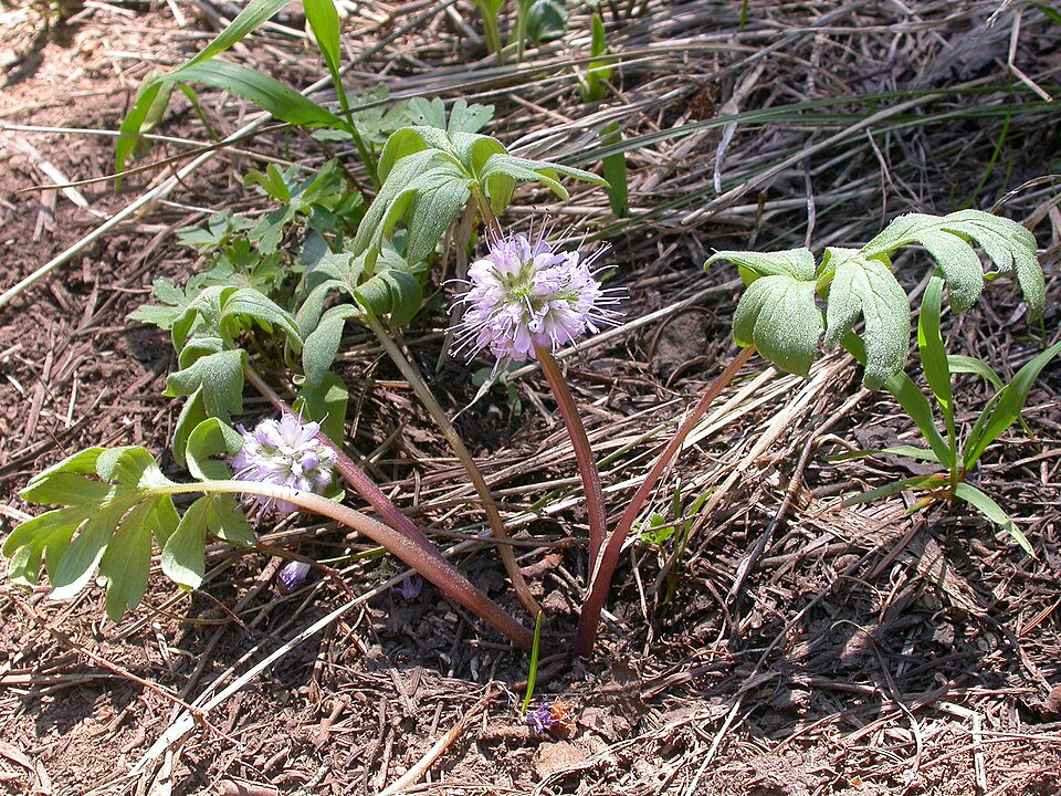 Hydrophyllum capitatum (ballhead waterleaf) (alternate view 5)