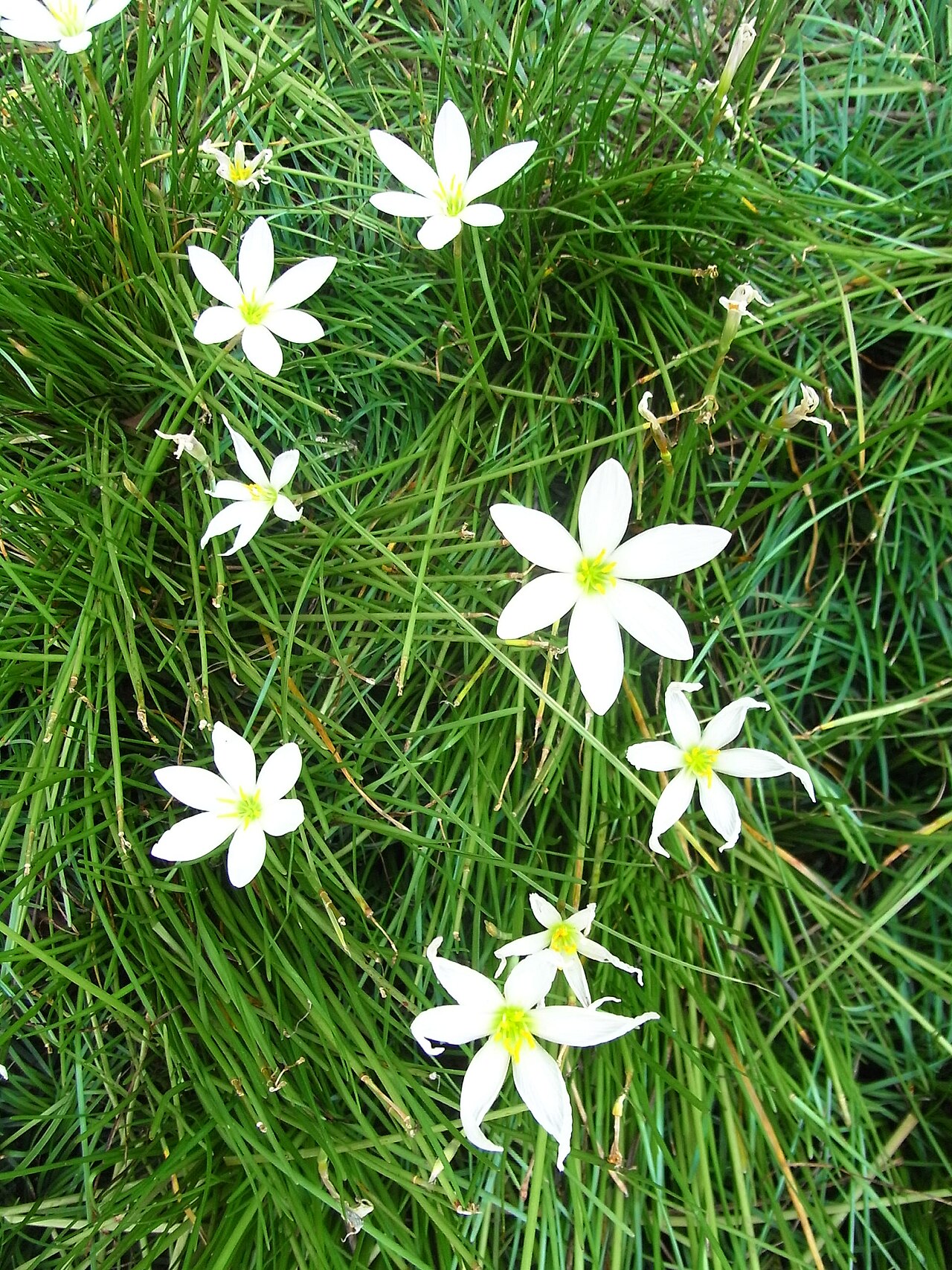 Zephyranthes candida, White rain lily — clumping semi-evergreen (Amaryllidaceae) (image 6 of 10)