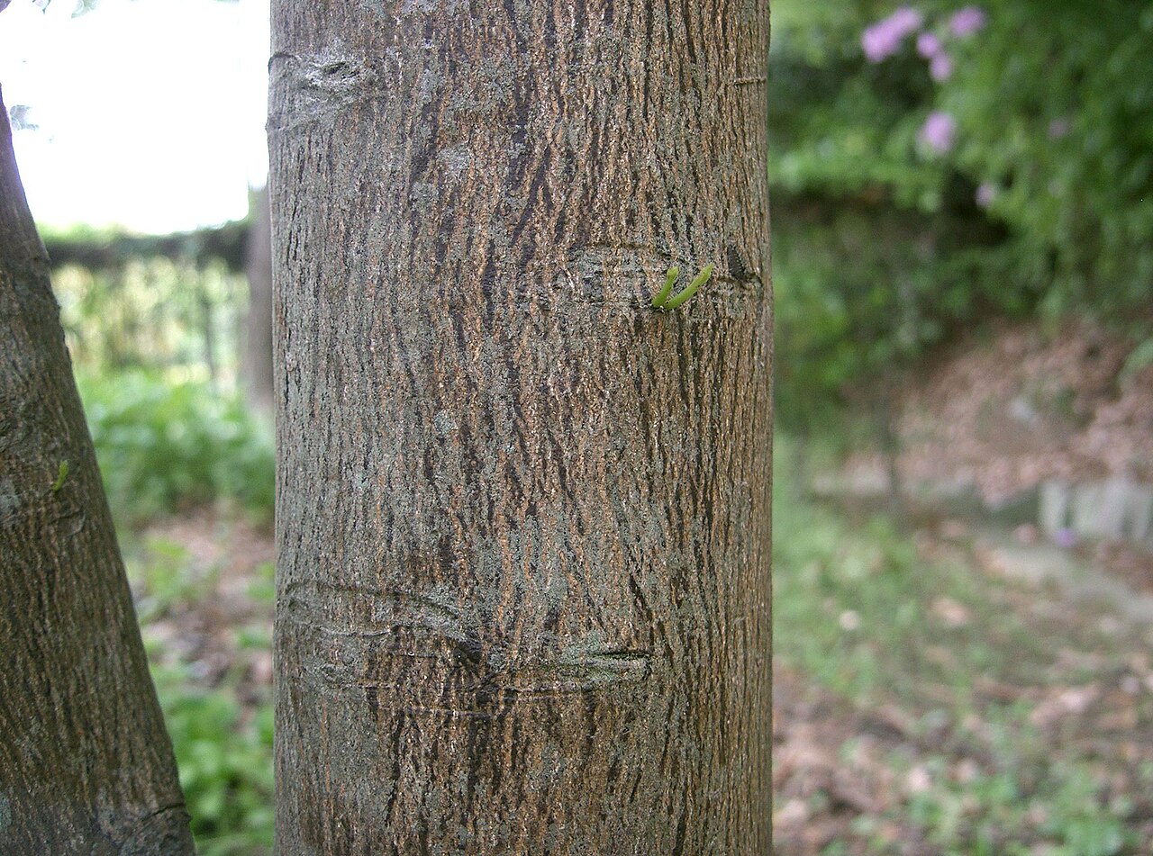 Citrus junos, Yuzu — upright evergreen (Rutaceae) (image 1 of 9)