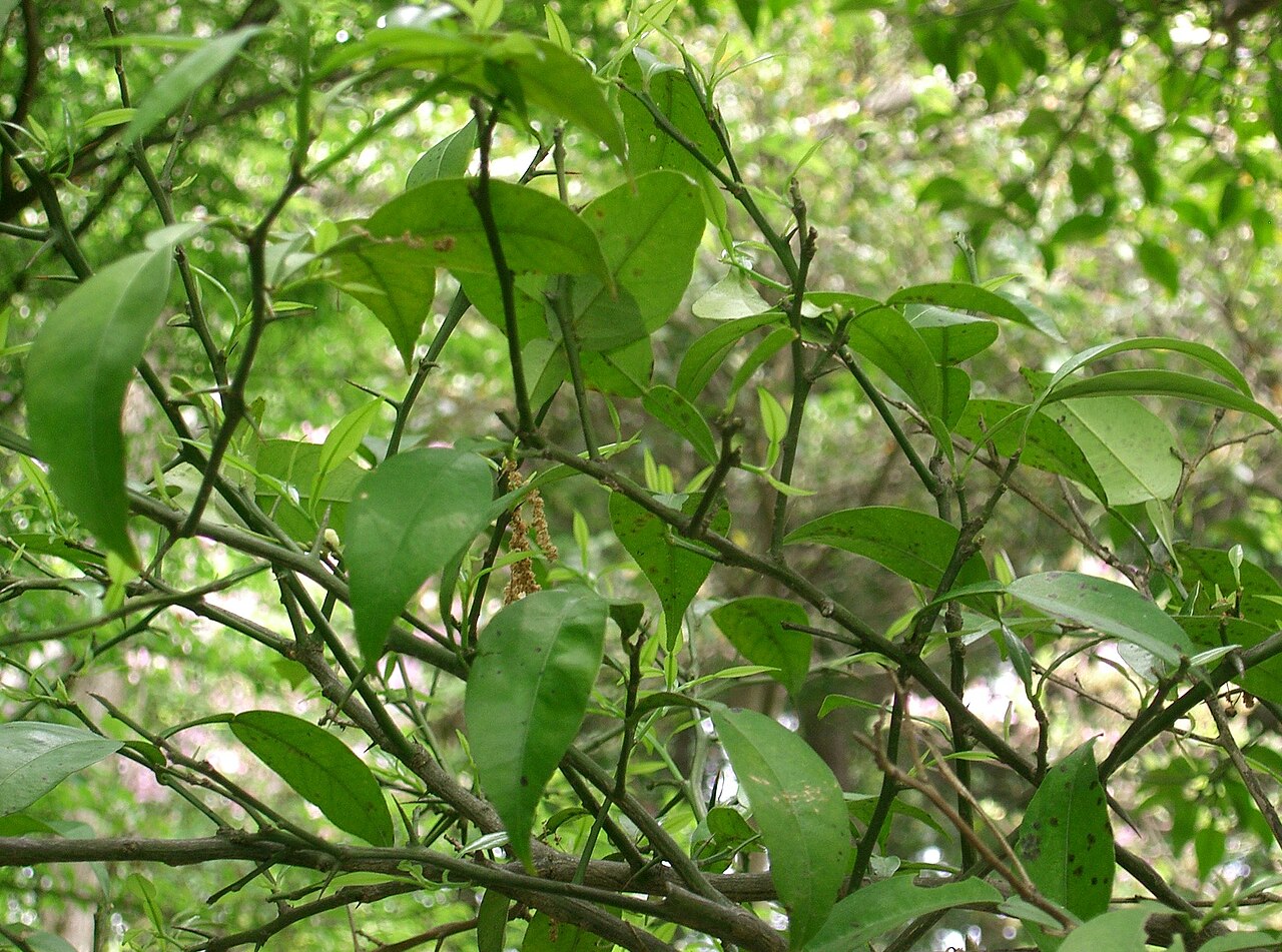 Citrus junos, Yuzu — upright evergreen (Rutaceae) (image 2 of 9)