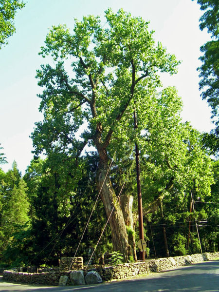 Populus deltoides (Eastern Cottonwood)
