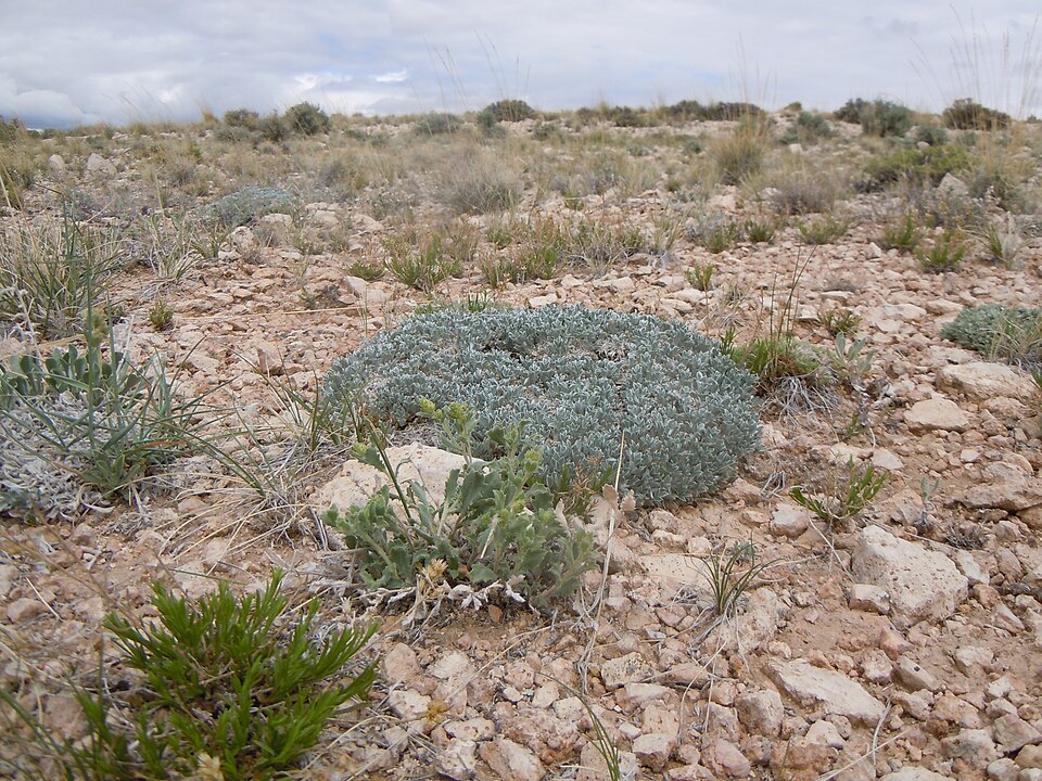 Gutierrezia sarothrae (Broom Snakeweed) (alternate view 2)