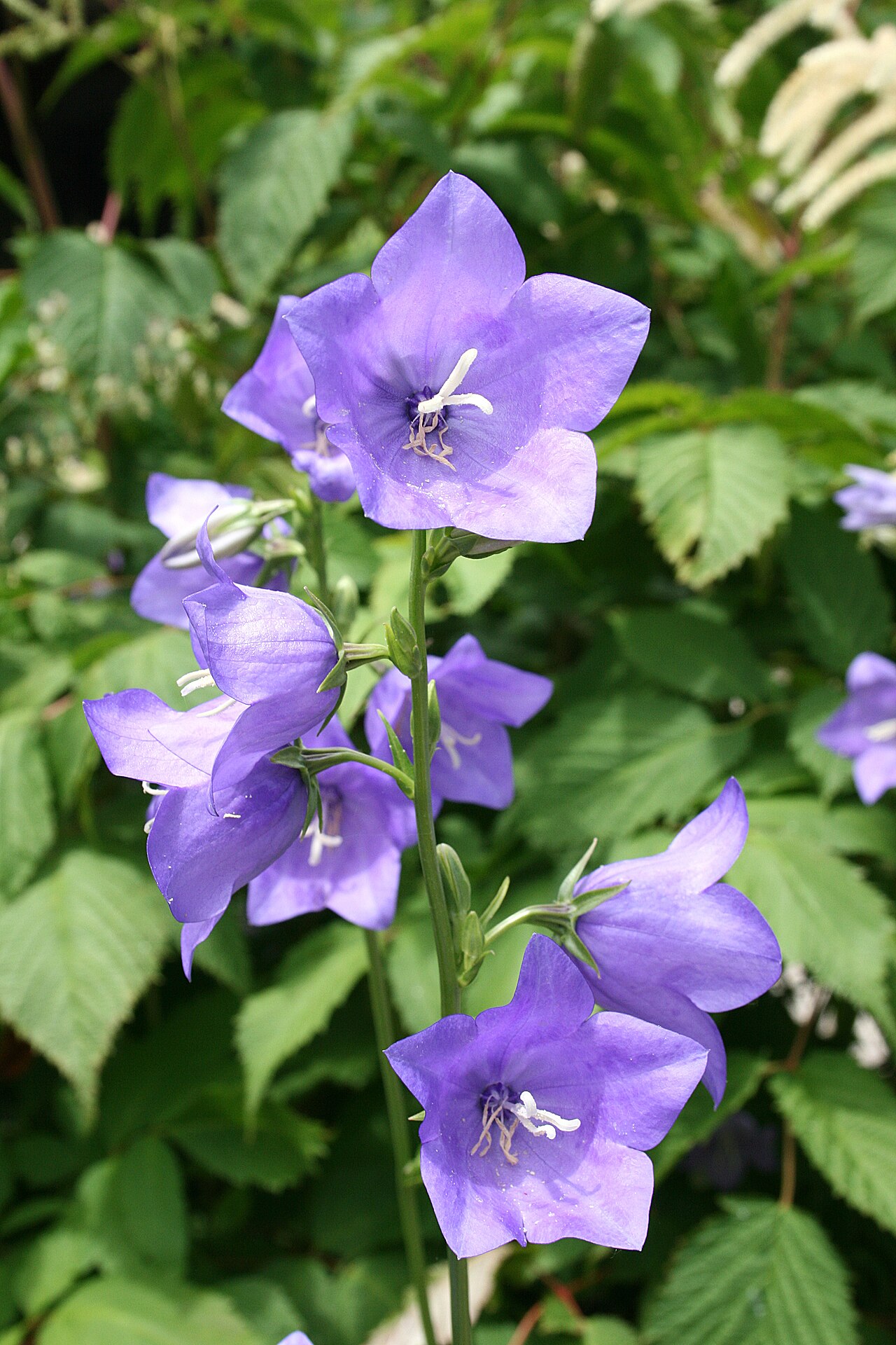 Campanula persicifolia, Peach-leaved bellflower — clumping semi-evergreen (Campanulaceae) (image 8 of 9)