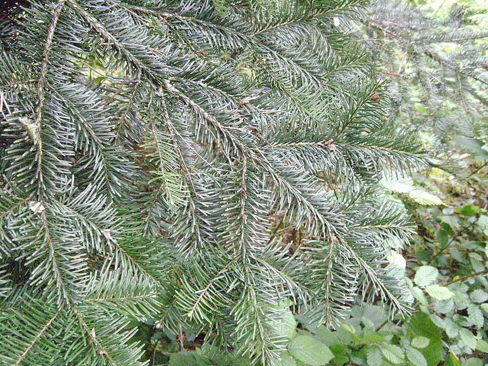 Abies amabilis (Pacific Silver Fir) (alternate view 6)