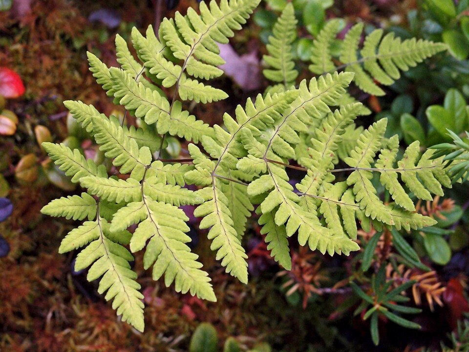 Gymnocarpium (oak ferns)