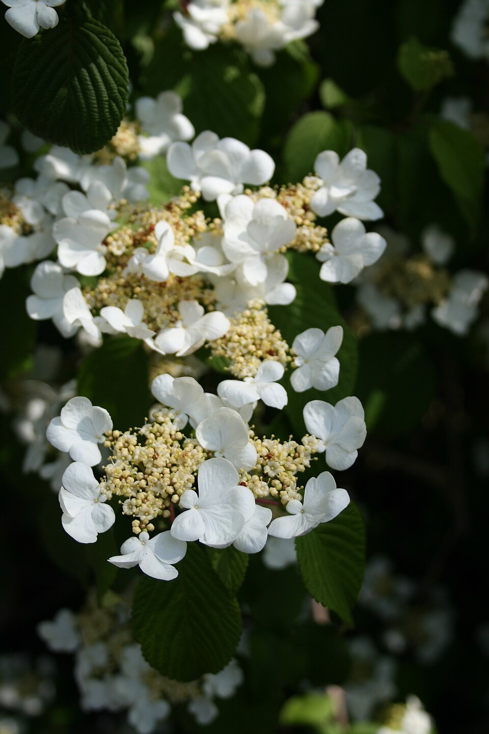 Viburnum plicatum (Japanese Snowball Bush) (alternate view 5)
