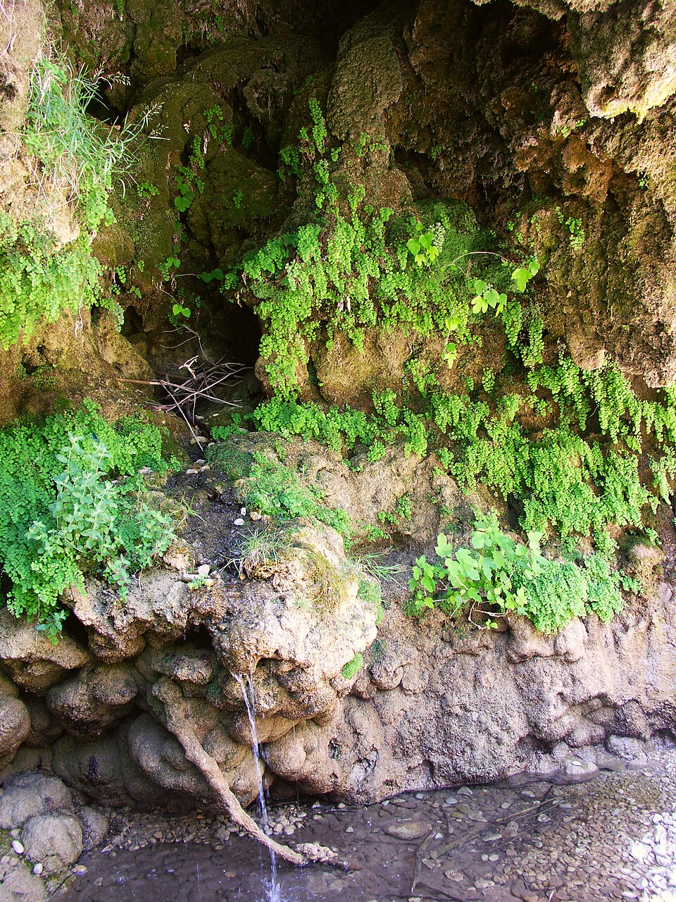 Adiantum capillus-veneris (black maidenhair fern)