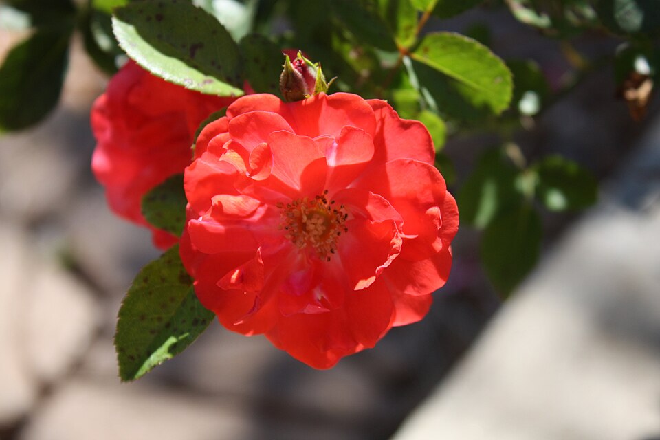 Rosa 'Coral Drift' (Coral Drift Rose)