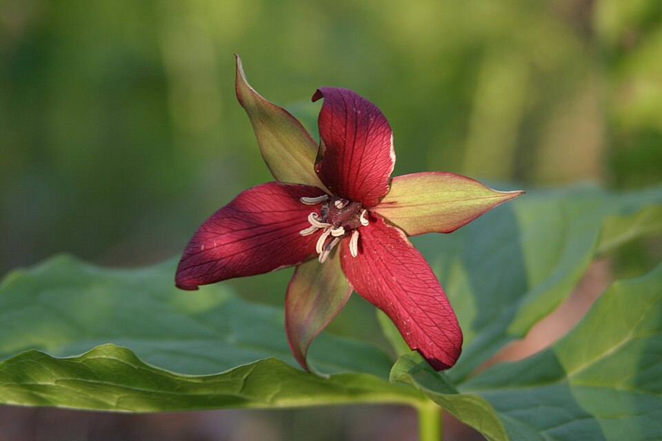 Trillium erectum (red trillium)