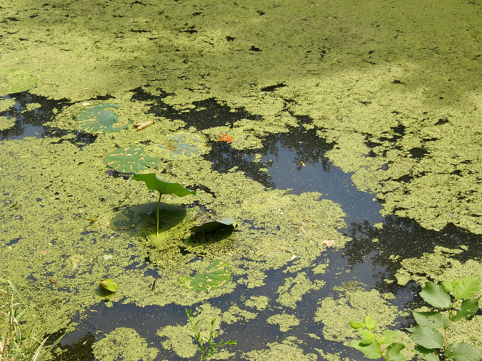 Nelumbo lutea (American lotus) (alternate view 3)