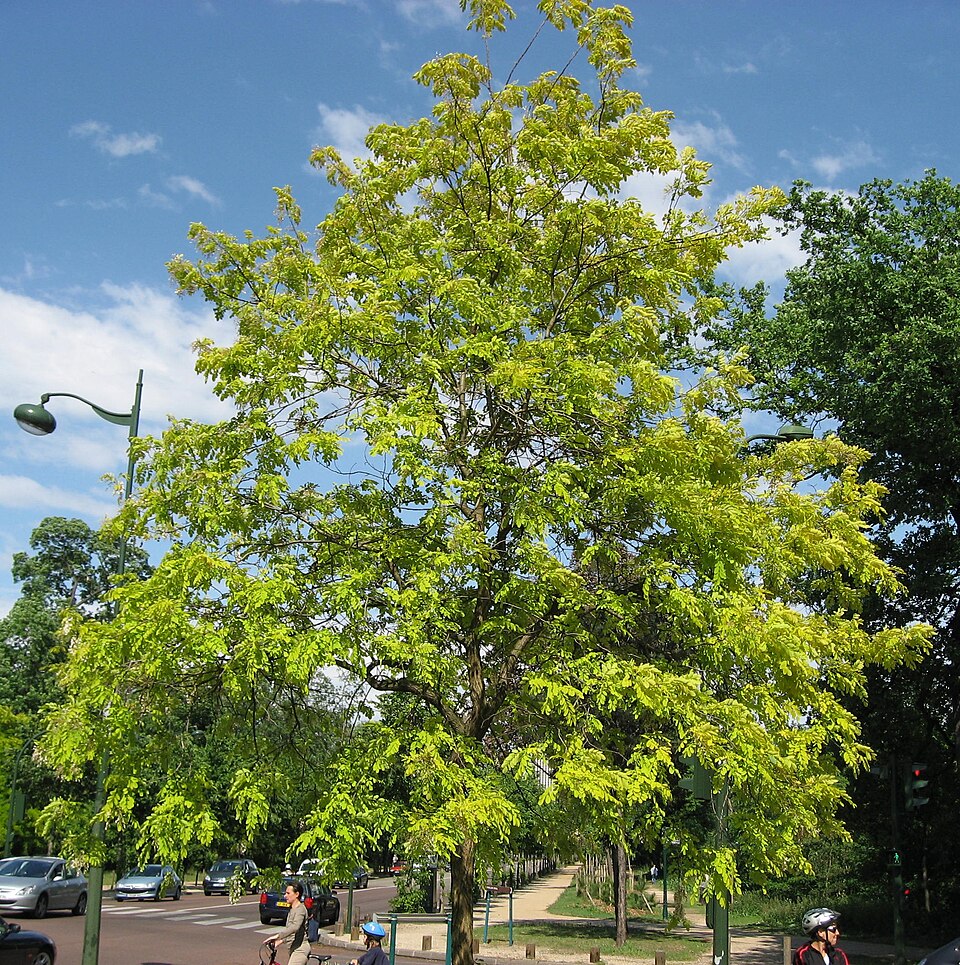 Robinia pseudoacacia 'Frisia' (golden black locust) (alternate view 3)
