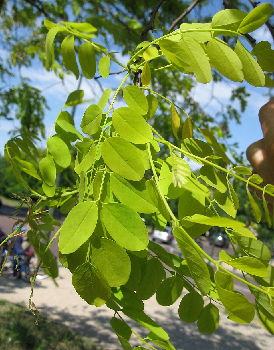 Robinia pseudoacacia 'Frisia' (golden black locust) (alternate view 4)