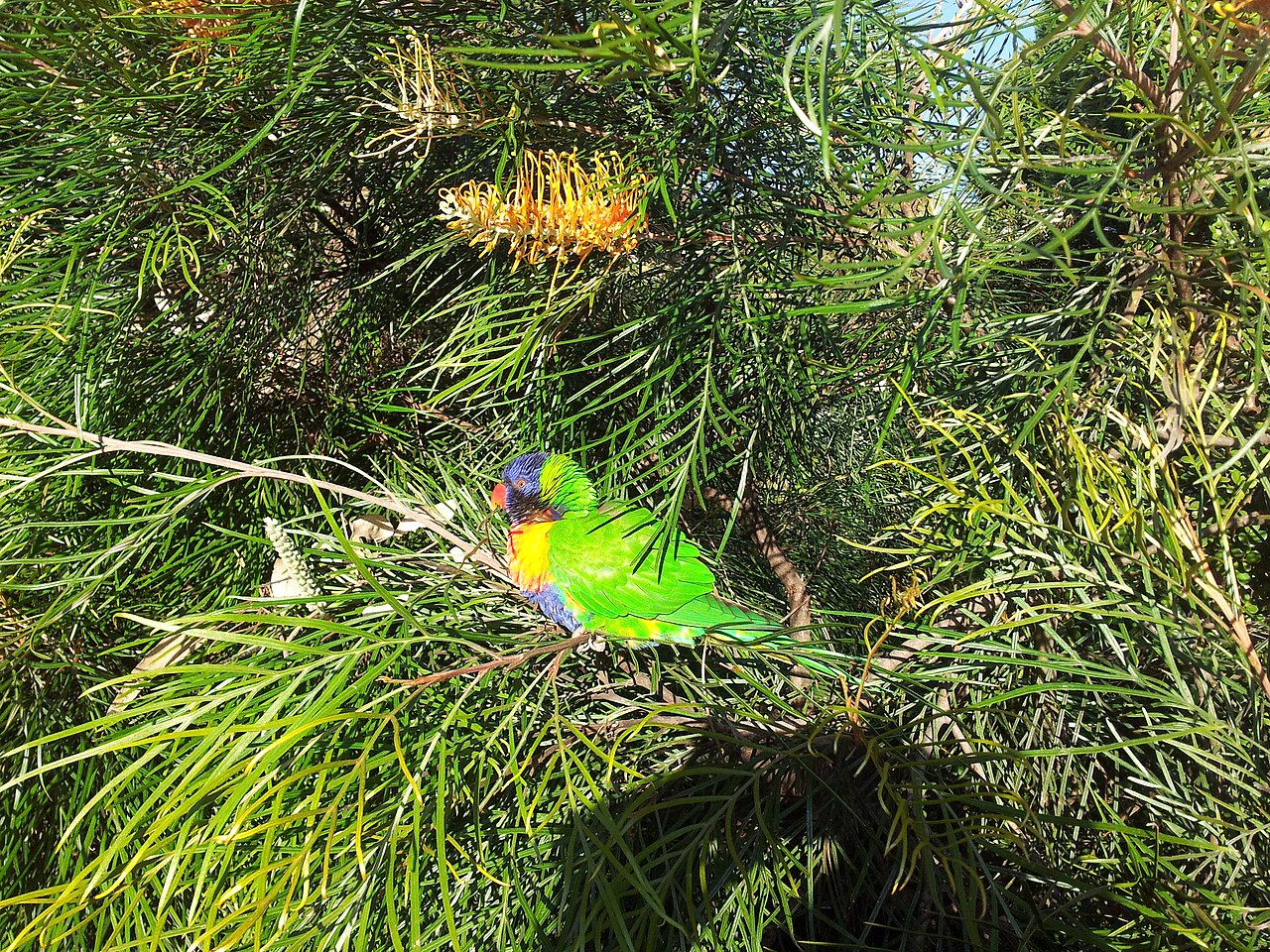 Grevillea 'Honey Gem', Honey Gem grevillea — upright evergreen (Proteaceae) (image 4 of 5)