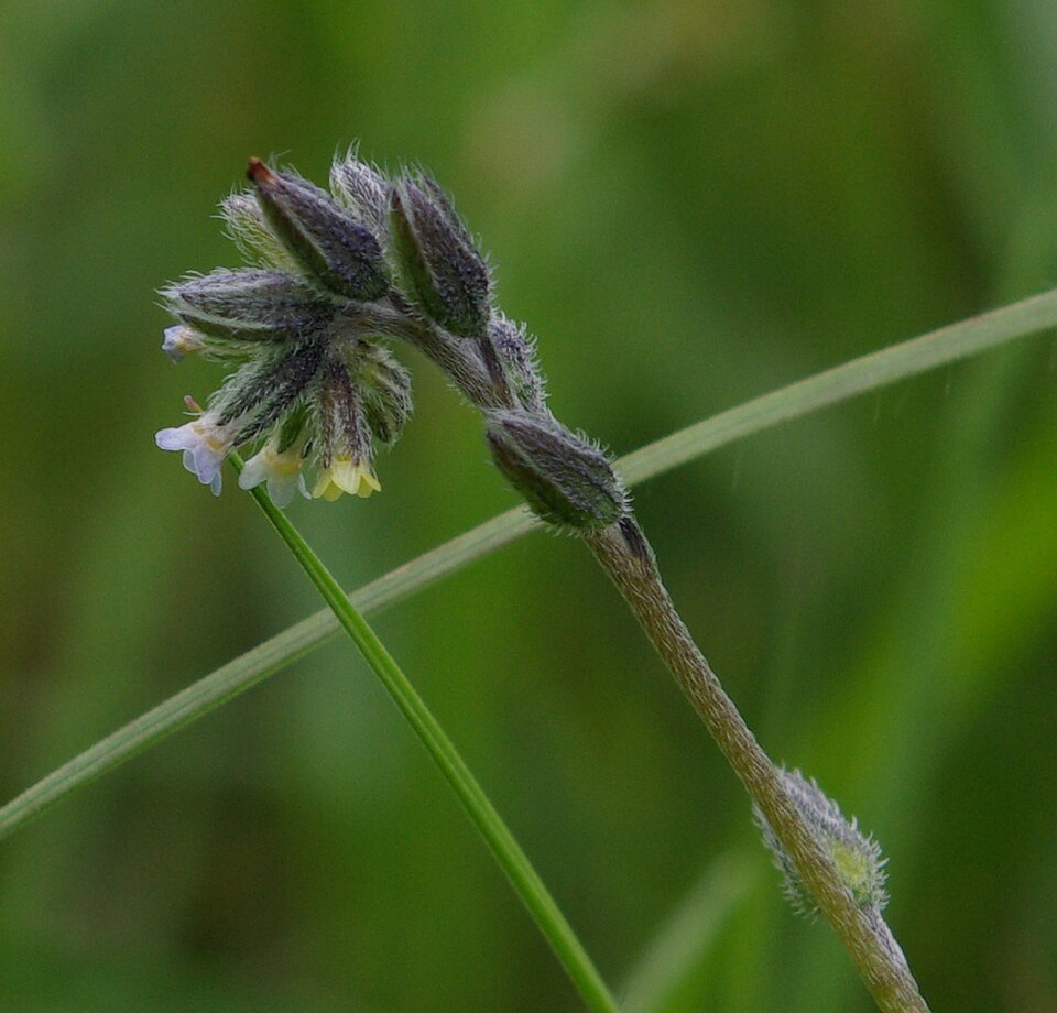 Myosotis discolor (Changing Forget-me-not)
