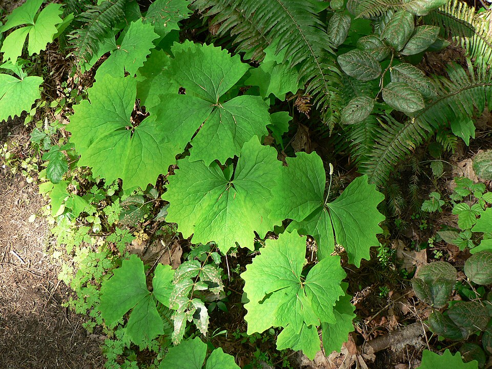 Achlys triphylla (vanilla-leaf) (alternate view 6)