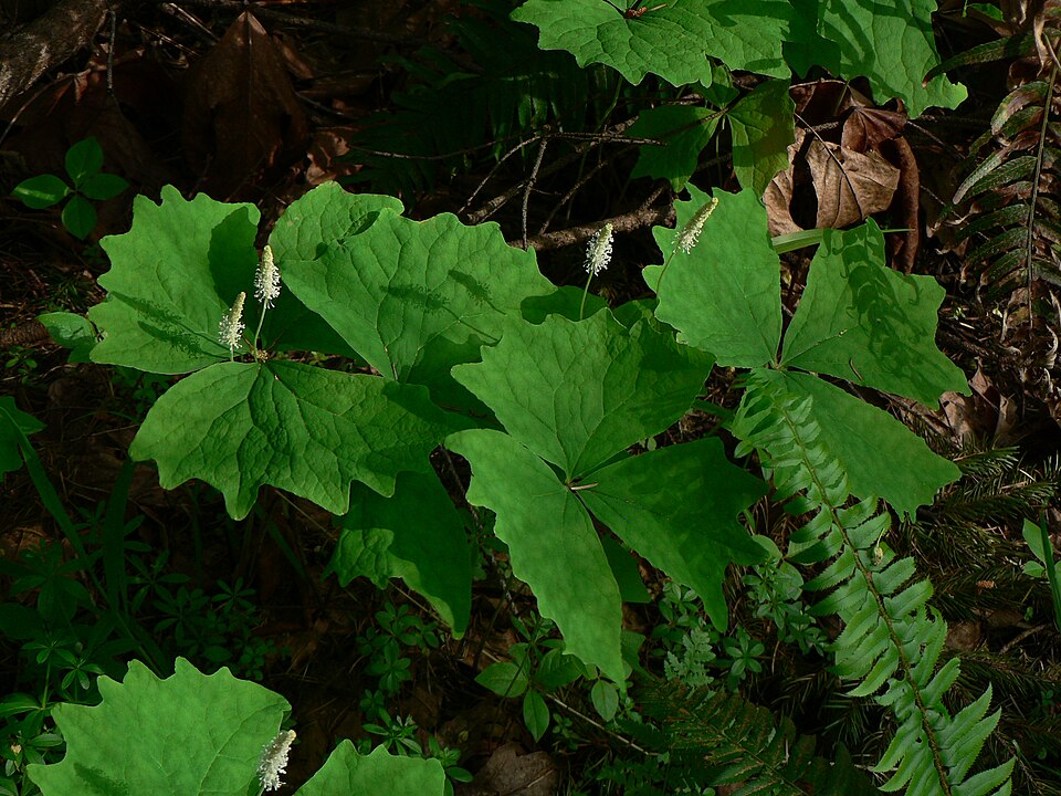 Achlys triphylla (vanilla-leaf) (alternate view 7)