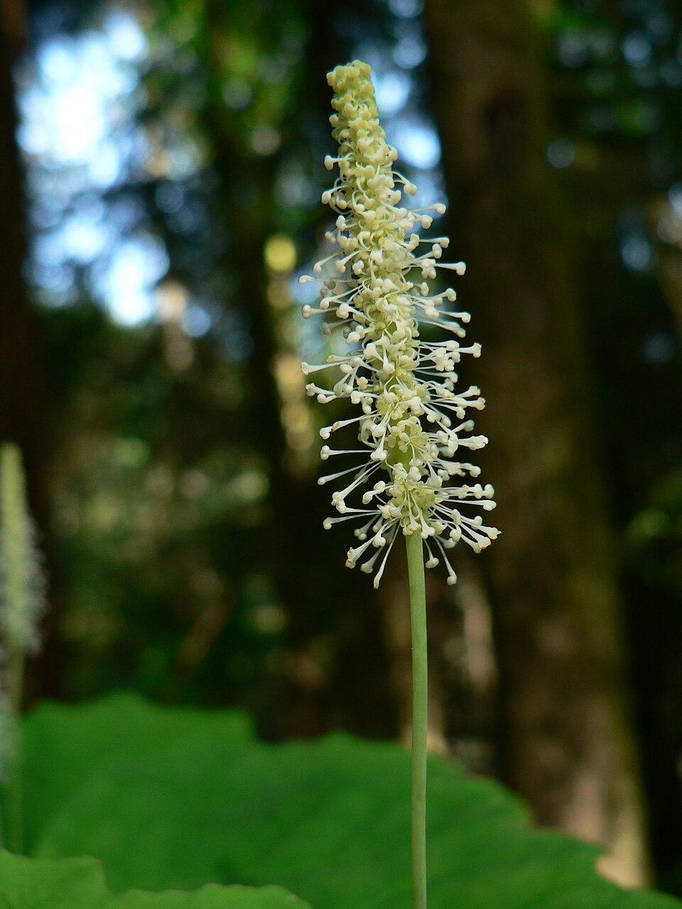 Achlys triphylla (vanilla-leaf) (alternate view 8)
